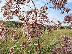 081 Longwood Gardens [2008 August 23]